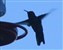 Humingbird Hovering