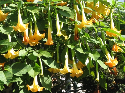 Click for large image