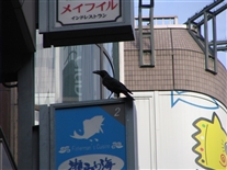 Click for large image