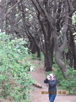 Click for large image