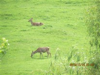 Click for large image