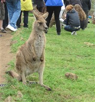 Click for large image