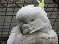 Click for large image