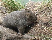 Click for large image