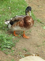 Click for large image