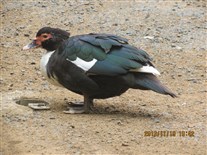 Click for large image