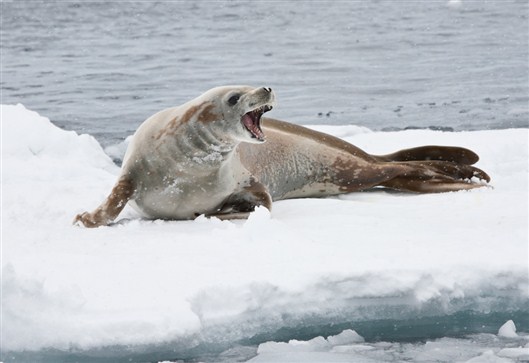 Click for large image