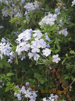 Click for large image