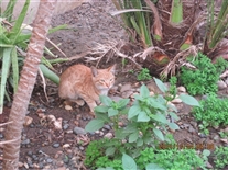 Click for large image