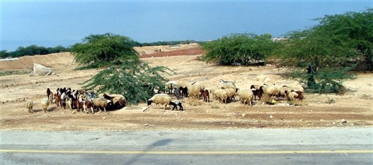 Click for large image