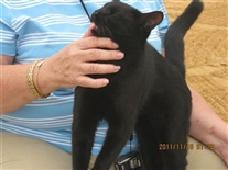 Click for large image