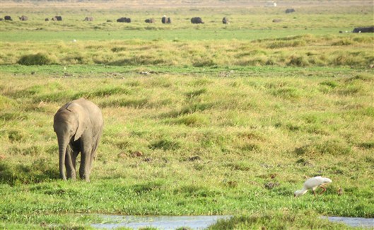 Click for large image