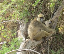 Click for large image