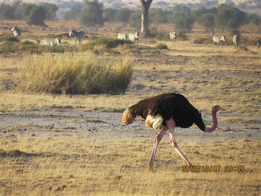 Click for large image