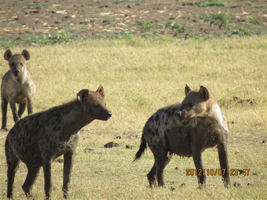 Click for large image