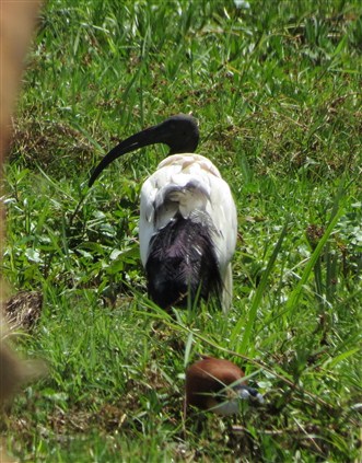 Click for large image