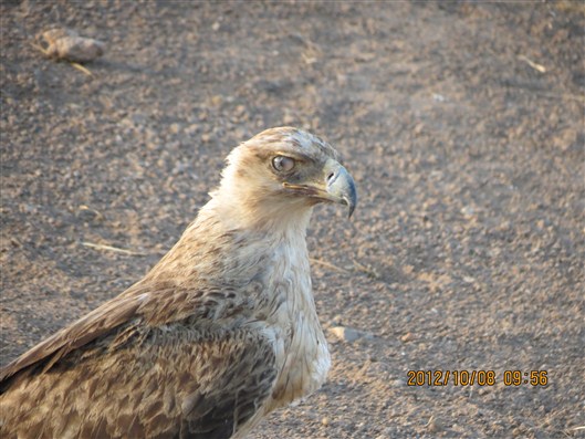 Click for large image