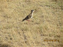 Click for large image