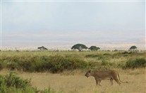 Click for large image