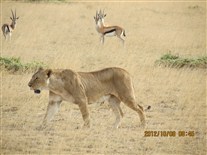 Click for large image