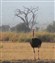 Ostrich