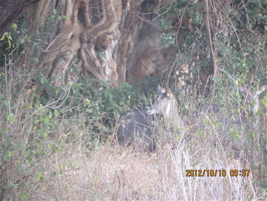 Click for large image