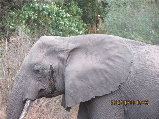 Click for large image