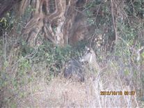 Click for large image