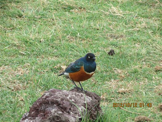 Click for large image