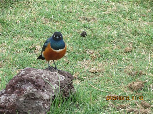 Click for large image