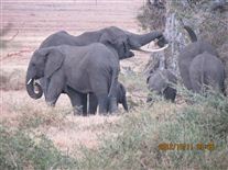 Click for large image