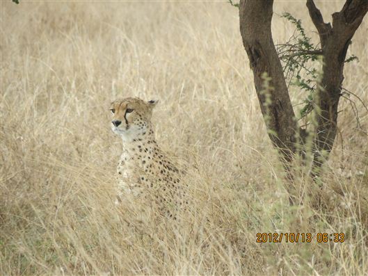 Click for large image