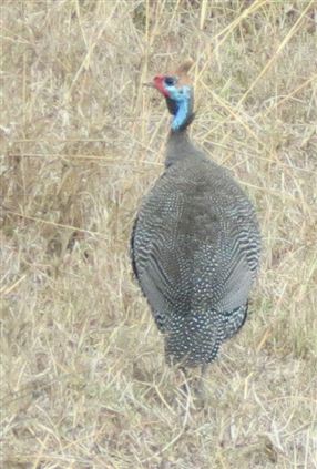 Click for large image