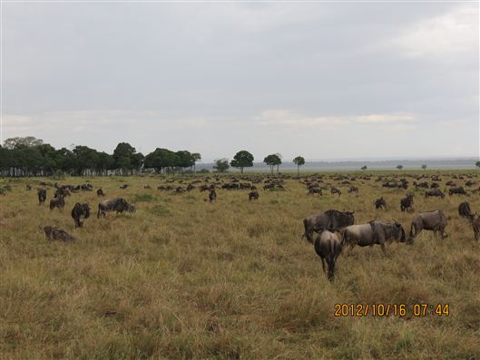 Click for large image