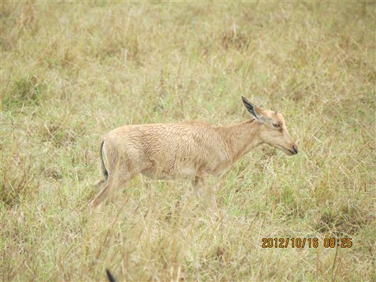 Click for large image