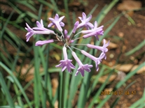 Click for large image