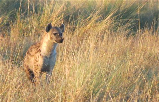 Click for large image