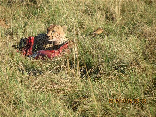 Click for large image