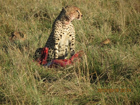 Click for large image