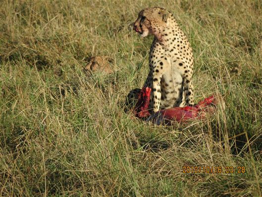 Click for large image