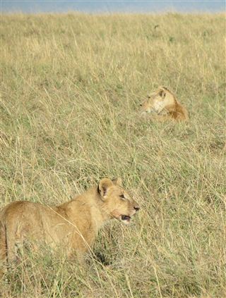 Click for large image