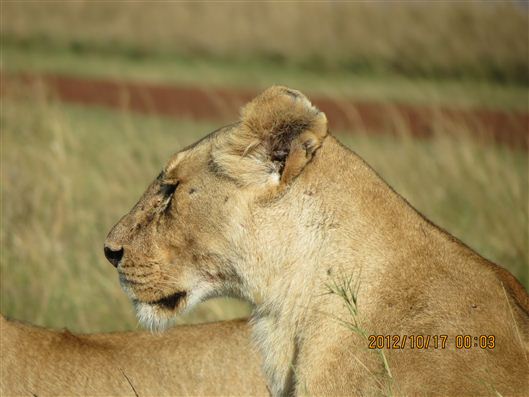 Click for large image