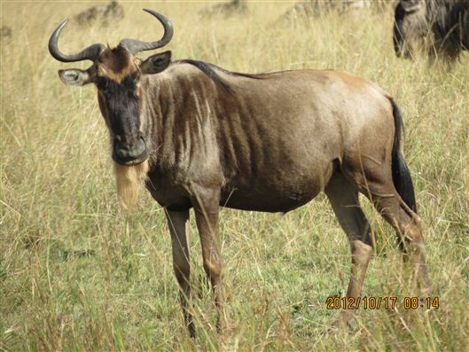 Click for large image