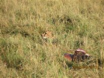 Click for large image