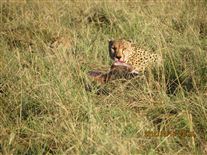 Click for large image