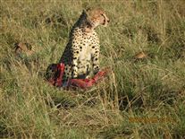 Click for large image