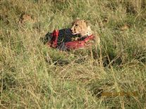 Click for large image