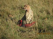 Click for large image