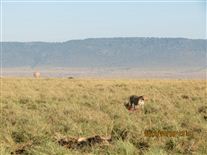 Click for large image