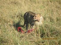 Click for large image